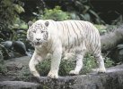 Weißer-Tiger.jpg