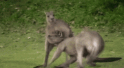kangaroo-choke.gif